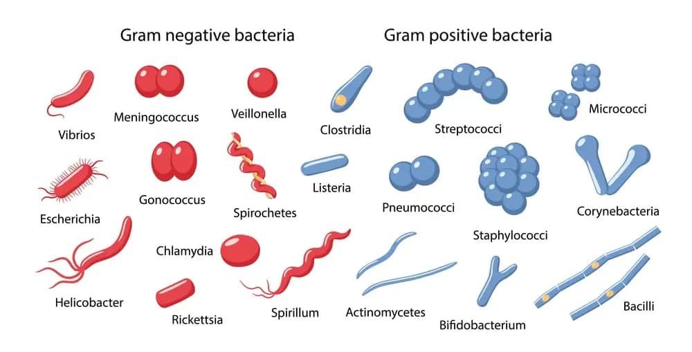 Colesterolo alto: cause, cure, dieta quando preoccuparsi - 10 domande frequenti 9 Il colesterolo alto è stato messo in relazione con aumento di batteri Gram-Positivi e Gram-negativi