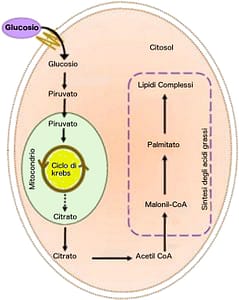 Come i carboidrati si trasformano in grassi 2 Citlosol: dal ciclo di krebs al citrato e attivazione di Acetil CoA - sintesi degli acidi grassi - Come i carboidrati si trasformano in grassi
