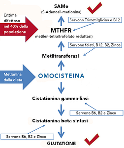 Omocisteina alta cause, conseguenze, terapia 5 Omocisteina alta cause genetiche: enzima MTHFR e Cistationina beta sintasi