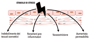 Stimoli di stress delle arterie Stimoli di stress a cui è soggetta la parete vascolare potrebbero comportare aterosclerosi