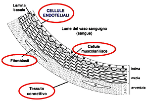 Parete del vaso sanguigno Endotelio: il bersaglio dell'aterosclerosi