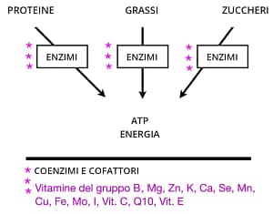 Enzimi, cosa sono a cosa servono 1 Gli enzimi trasformano in energia i macronutrienti, ma per funzionare servono coenzimi e cofattori.