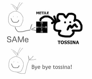 Metilazione e salute 1 metilazione metilazione