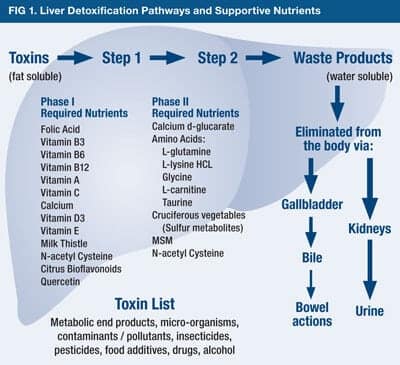 Lavaggio epatico 4 Le vie di detossificazione epatica e nutrienti coinvolti