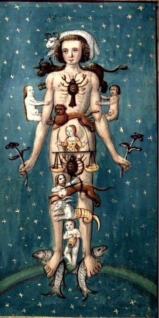 Il Fegato, Signore dei Muscoli 4 il fegato e la costellazione