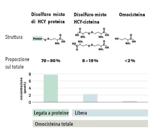 Omocisteina alta cause, conseguenze, terapia 4 Le forme di omocisteina presenti nel sangue