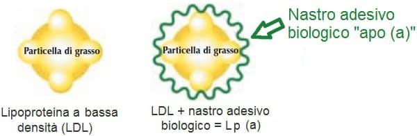 Colesterolo alto: cause, cure, dieta quando preoccuparsi - 10 domande frequenti 12 lipoproteina a colesterolo alto
