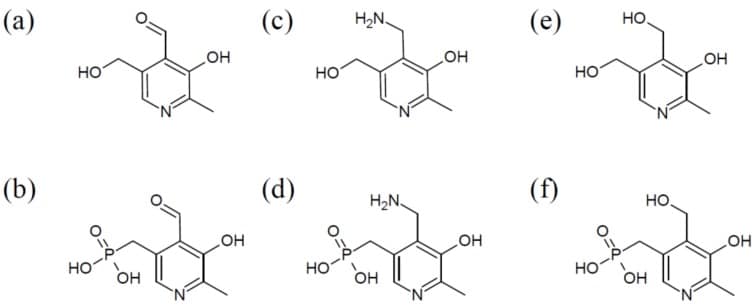 Vitamina B6 benefici, carenze, effetti, fabbisogni 3 Vitamina B6 benefici. Gruppo di molecole: (a)Piridossale + (b)forma fosforilata . (c)Piridossamina + (d)piridossamina 5′-fosfato . (e)Piridossina + (f)piridossina 5′-fosfato