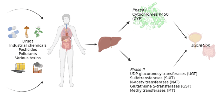 Xenobiotici nell'ambiente: danni al fegato, cancro e disturbi autoimmuni 2 Xenobiotici - biotrasformazione