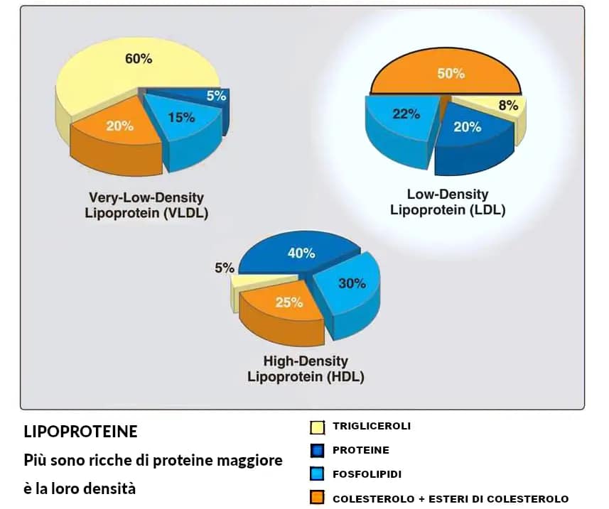 Colesterolo alto: cause, cure, dieta quando preoccuparsi - 10 domande frequenti 3 Lipoproteine LDL e HDL contenuto