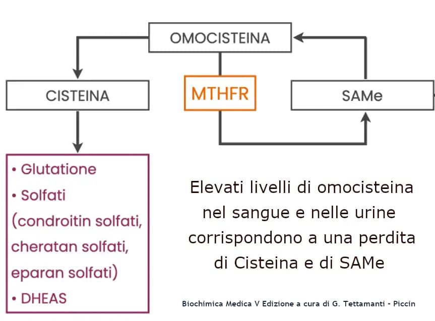 Omocisteina alta cause, conseguenze, terapia 3 Via metabolica che ricicla omocisteina per formare cisteina