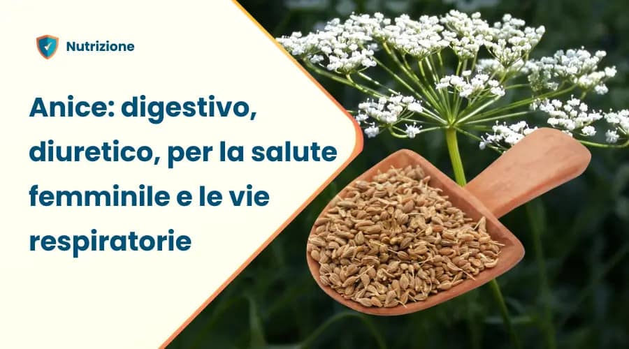 Anice proprietà controindicazioni e 4 benefici: digestivo, diuretico, espettorante, ormonale 2 Anice verde, semi di anice proprietà