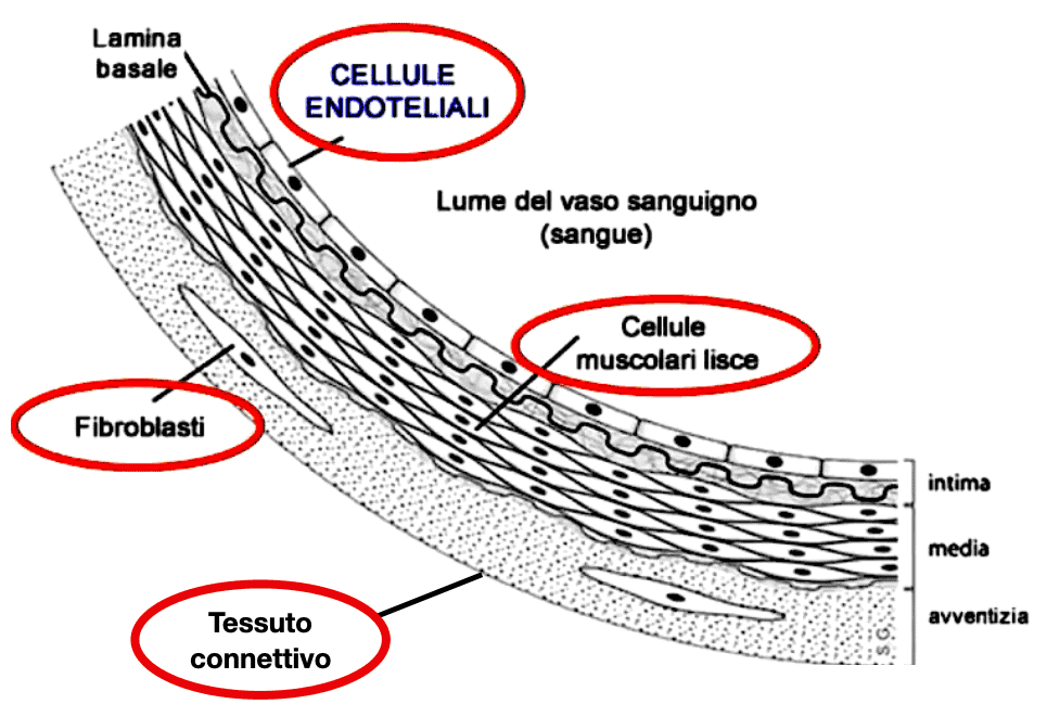 Vitamina C a cosa serve, benefici, dosi 4 Endotelio e funzioni endoteliali all'interno dei vasi sanguigni