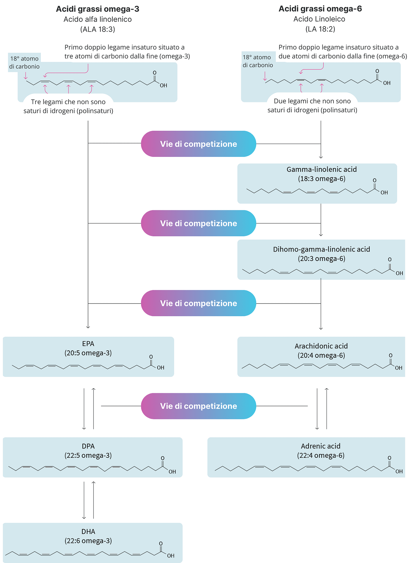 Fonti vegetali di ALA e conversione in EPA e DHA 