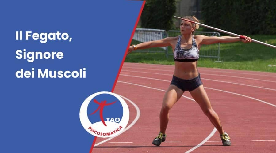 fegato signore dei muscoli