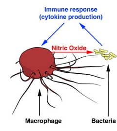 Come aumentare l'ossido nitrico in modo naturale 6 NO e sistema immunitario