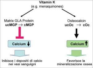 Vitamine D e K2: riducono aterosclerosi 3 Le vitamine D K2 - proteine GLA della matrice e osteocalcina