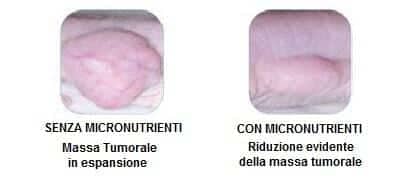 Osteosarcoma - tumore delle ossa senza e con micronutrienti - esperimento in vivo.