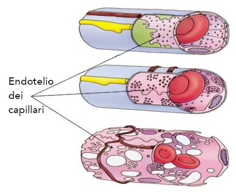 Come aumentare l'ossido nitrico in modo naturale 8 Come aumentare l'Ossido nitrico prodotto nell'endotelio per ridurre ipertensione e migliorare erezione
