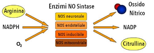 Come aumentare l'ossido nitrico in modo naturale 3 come aumentare l'ossido nitrico - prima via metabolica di sintesi