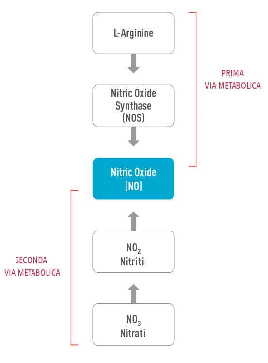 Come aumentare l'ossido nitrico in modo naturale 4 Come il corpo produce ossido nitrico