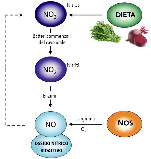 Come aumentare l'ossido nitrico in modo naturale 5 seconda via metabolica per la sintesi di ossido nitrico