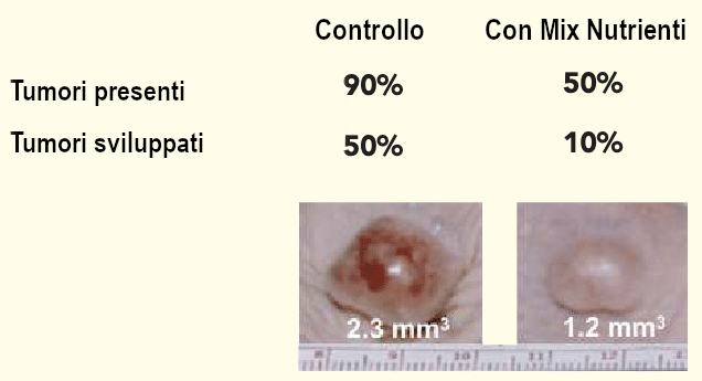 Differenza tumori presenti e sviluppati dopo 4 settimane - esperimento in vivo