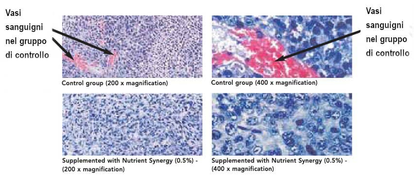 Inibita la crescita del tumore osseo -osteosarcoma - in topi, senza effetti avversi
